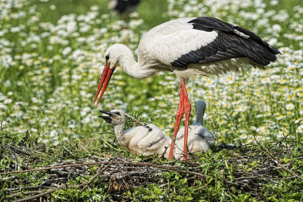 Stork with baby puppy in its nest on the daisy background — Stock Photo, Image