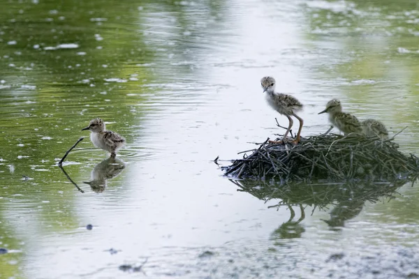 Young puppy bird black-winged stilt and mother — Stock Photo, Image