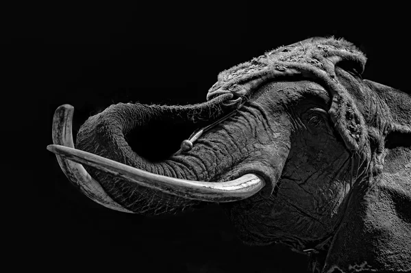Circus elephant — Stock Photo, Image