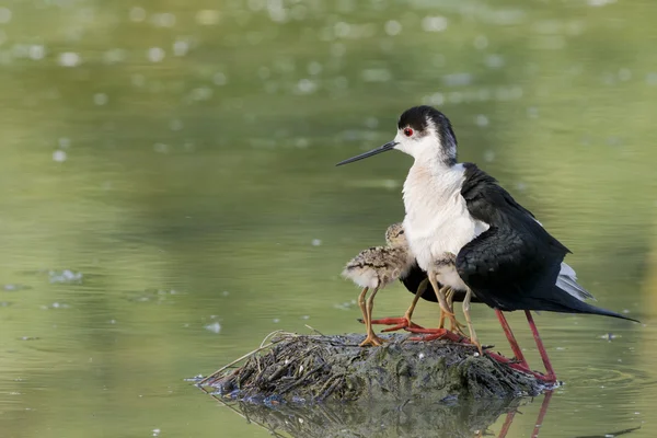 Jovem filhote de cachorro pássaro de asas pretas stilt e mãe — Fotografia de Stock