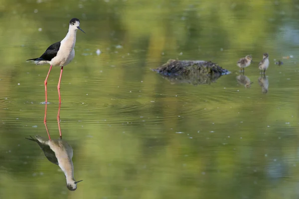 Young puppy bird black-winged stilt and mother — Stock Photo, Image