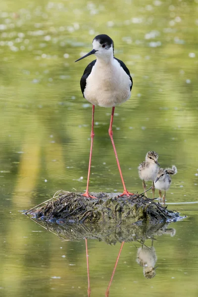 Anne ve genç yavru kuş Uzunbacak — Stok fotoğraf