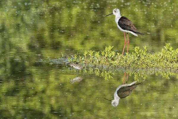 Young puppy bird black-winged stilt and mother — Stock Photo, Image