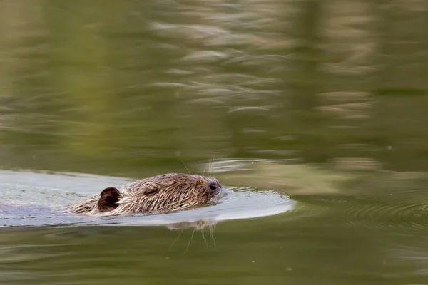 Yüzme sırasında kunduz coypu izole — Stok fotoğraf