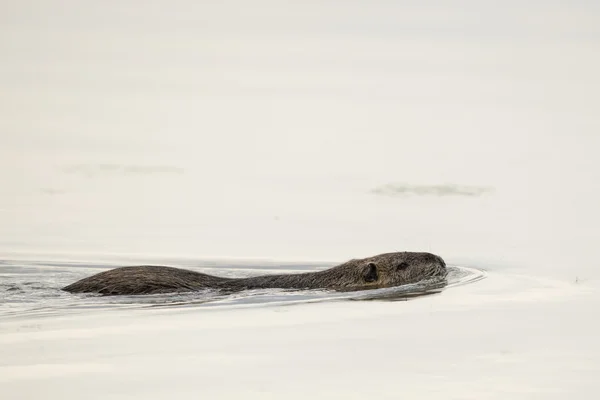 Yüzme sırasında kunduz coypu izole — Stok fotoğraf