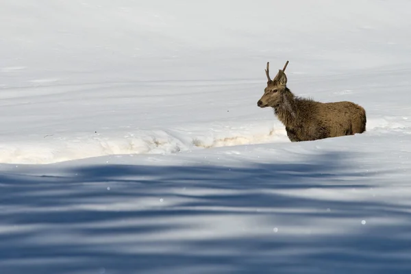 Ciervo en el fondo de nieve —  Fotos de Stock