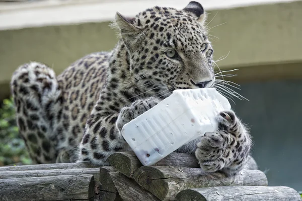 Jaguar leopard chetaa närbild porträtt isolerade — Stockfoto