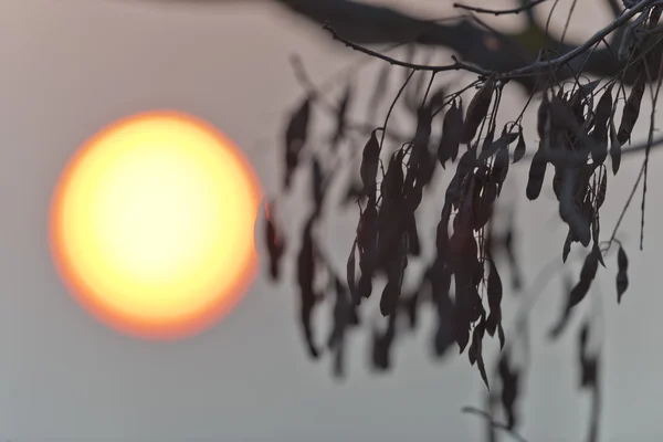 Puesta de sol en invierno — Foto de Stock