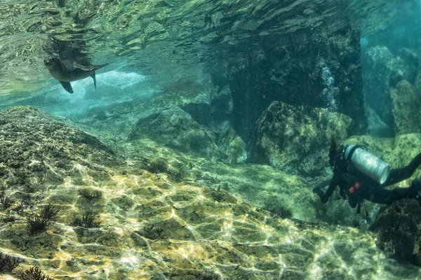 Welpe Seelöwe unter Wasser schaut dich an — Stockfoto