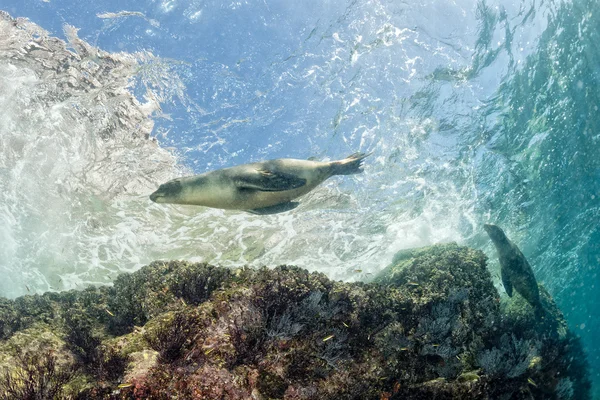 Valper sjøløve under vann ser på deg – stockfoto