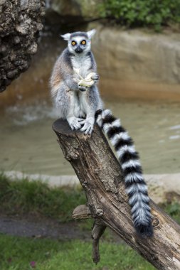 Lemur maymun jeating bir elma ise