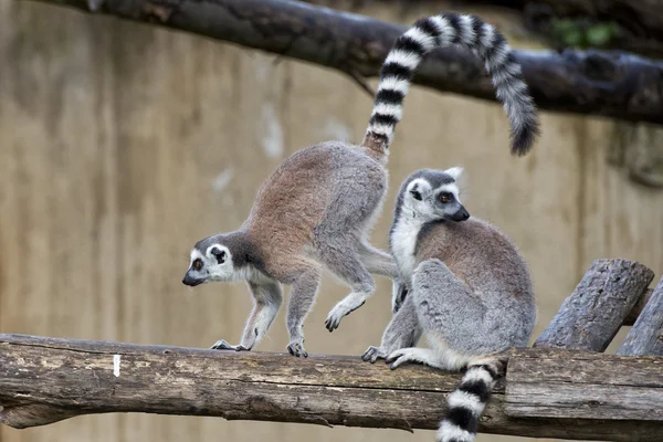 Scimmia lemure durante il salto — Foto Stock