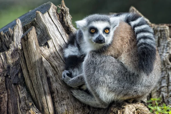 Lemur małpa patrząc na Ciebie — Zdjęcie stockowe