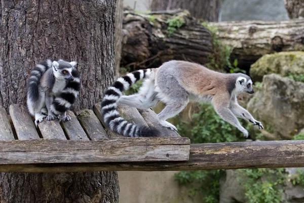 Lemur małpa podczas skoków — Zdjęcie stockowe