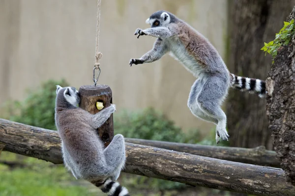 Scimmia lemure durante il salto — Foto Stock