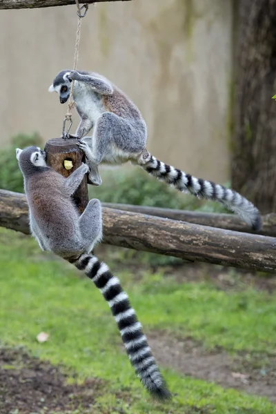 Scimmia lemure durante il salto — Foto Stock