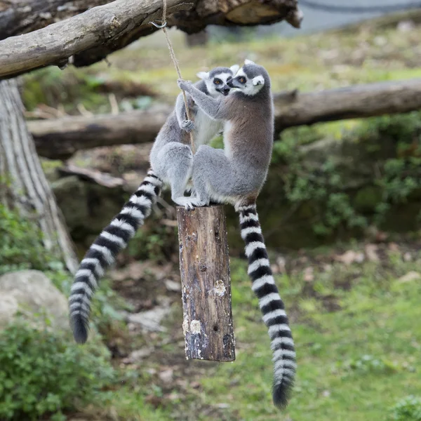 Lemur mono mientras salta — Foto de Stock