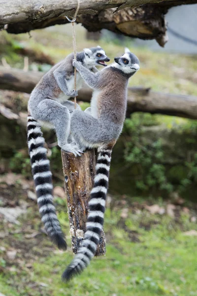 Lemur apa medan hoppa — Stockfoto
