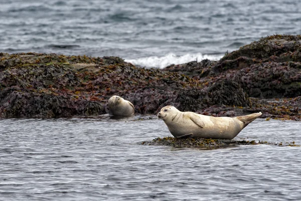 A seal relaxing on a rock in  Iceland — Stock Photo, Image