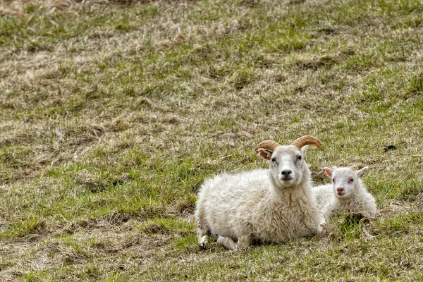 Kvinnliga vit ram får — Stockfoto