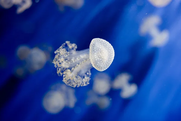 在深蓝色的水族馆水母 — 图库照片