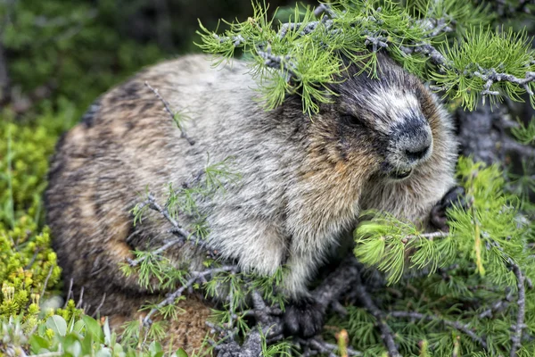 Montanhas Rochosas Canadian Marmot Retrato — Fotografia de Stock
