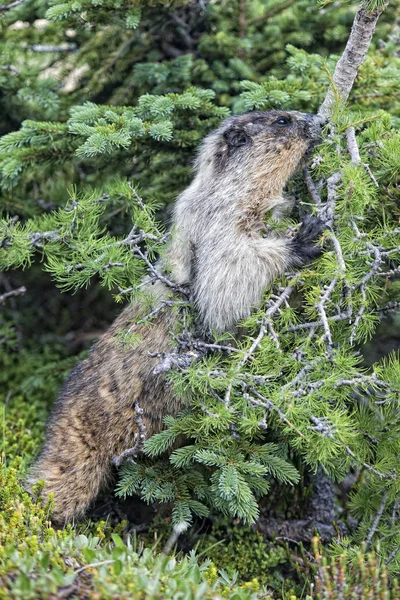 Rocky Mountains Canadian Marmot Portrait — Stock Photo, Image