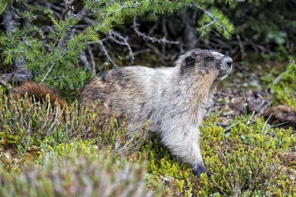 Rocky mountains kanadské Svišť portrét — Stock fotografie