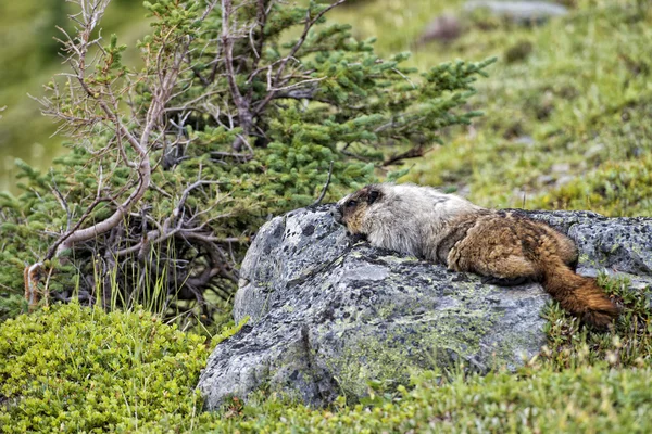 Felsige Berge kanadisches Murmeltier Portrait — Stockfoto