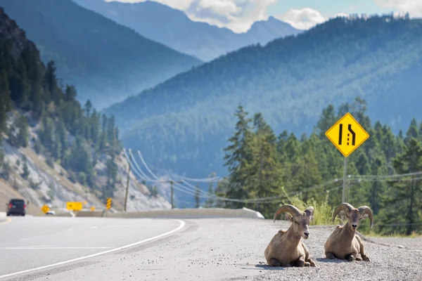 Big Horn near highway portrait — Stock Photo, Image