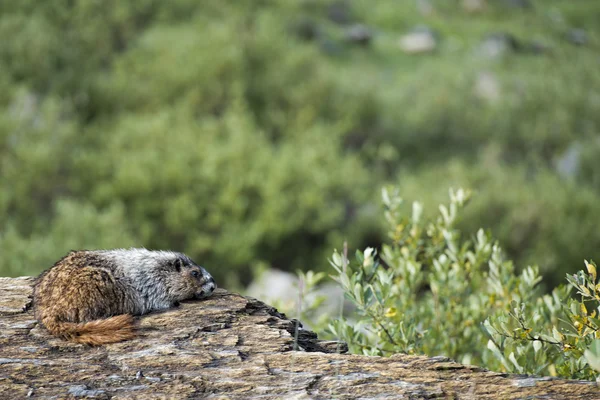 Montagnes Rocheuses Canadian Marmot Portrait — Photo