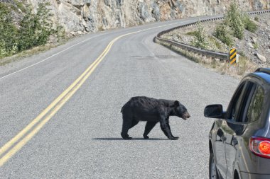 A black bear crossing the road in Alaska Britsh Columbia clipart