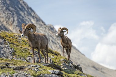 Big Horn Sheep portrait while walking on the mountain edge clipart