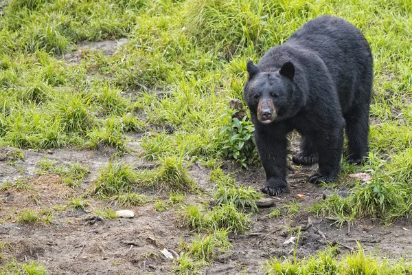 Un oso negro mientras come una dona —  Fotos de Stock