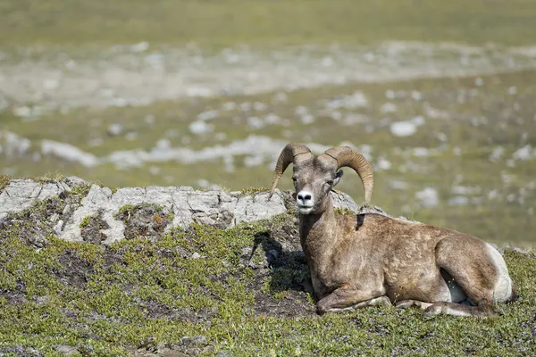 Gros portrait de mouton corne tout en vous regardant — Photo