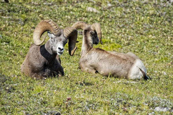 Gros portrait de mouton corne — Photo