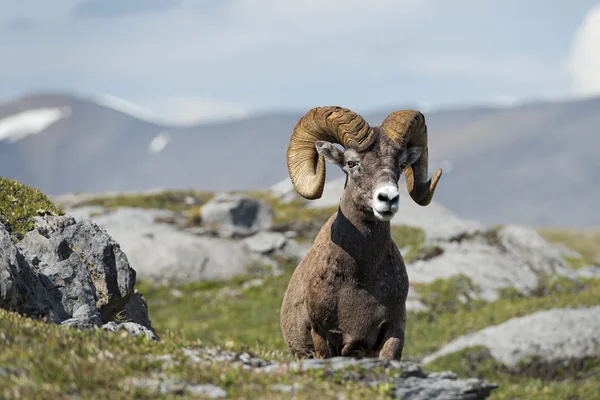 Gros portrait de mouton corne tout en vous regardant — Photo