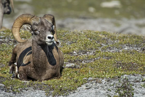 Gros portrait de mouton corne tout en vous regardant — Photo