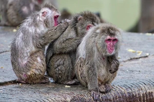 Retrato de mono grupo macaco japonés en el zoológico — Foto de Stock