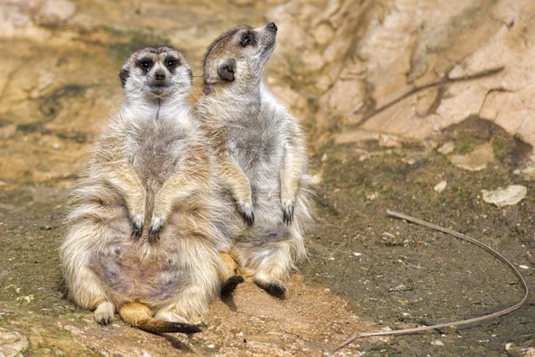 Meerkat aislado mirándote — Foto de Stock