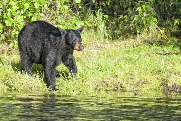 Black bear na Alasce — Zdjęcie stockowe