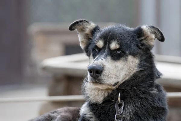 istirahat ederken kızak köpek