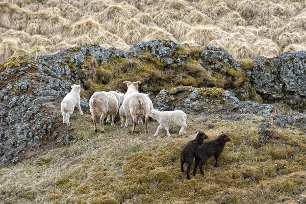 女性的白色公羊羊 — 图库照片
