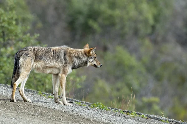 Un lupo grigio che ti guarda — Foto Stock