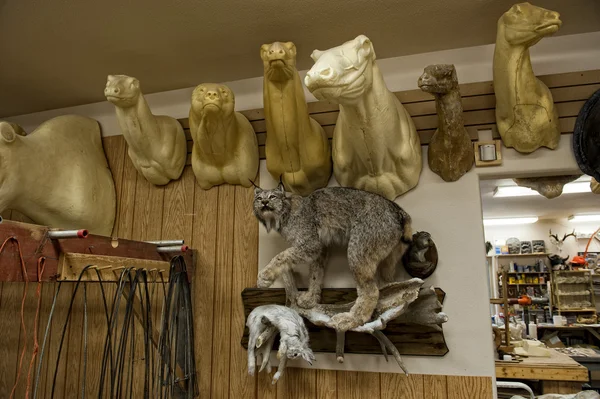 Tienda de taxidermia de Alaska — Foto de Stock