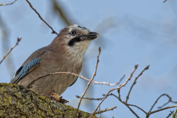 Nutcracker Jay Bird portrait — Stock Photo, Image