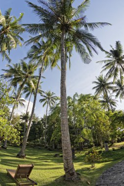 Hindistan cevizi ağacı balıkgözü görünümü