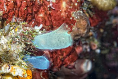 Endonezya'da dalış yaparken sert mercan makro detay