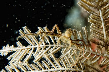 renkli Yalnızcıl Yengeç