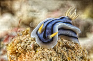 chromodoris COI omurgasızını 